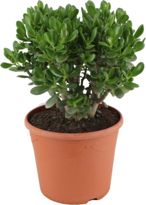 Actual product image Plant in a Box Crassula ovata Minor - Jade plant (60 cm)