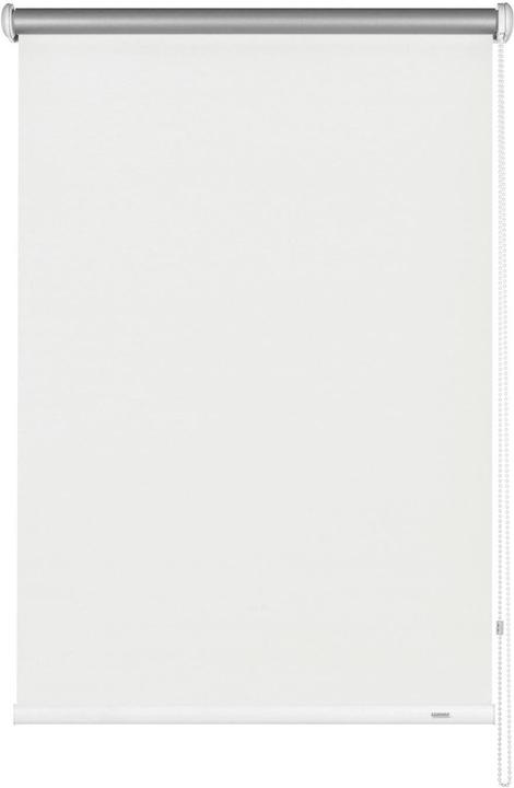 441 White