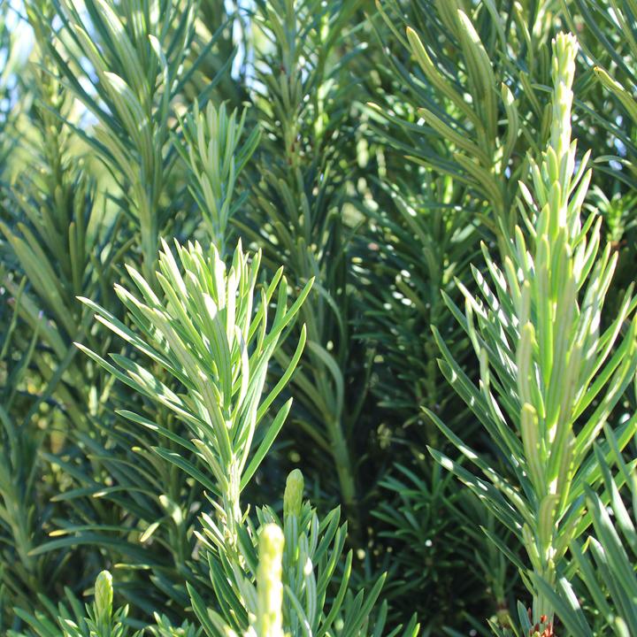 Produktbild Zulauf Säulen-Kopfeibe / Cephalotaxus h. 'Fastigiata' (60 cm)