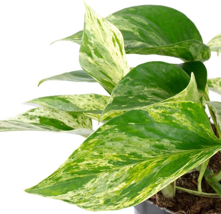 Produktbild Flowerbox Efeutute - Epipremnum aureum (15 cm)