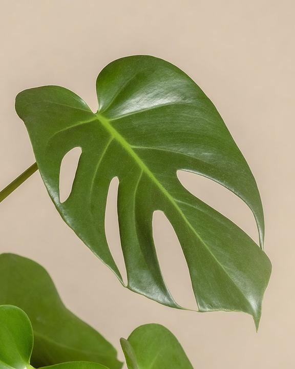 Image du produit feey Grand Monstera (65 cm, Fraîchement rempotés)