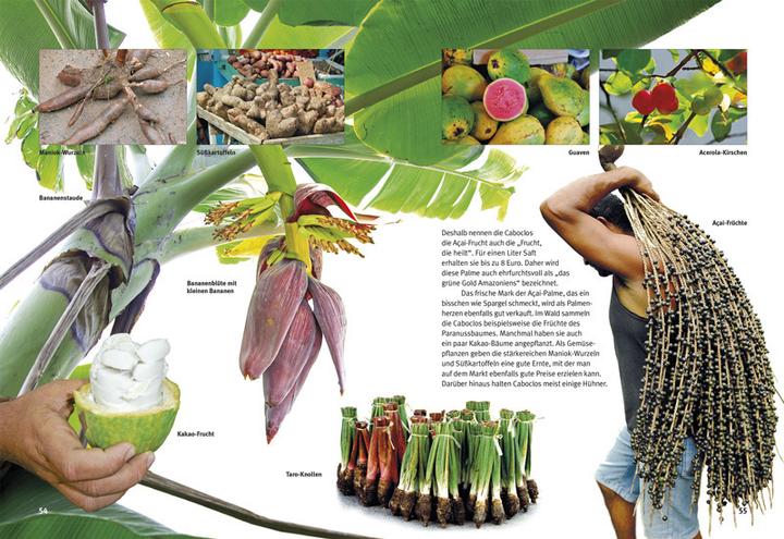 Produktbild Entdecke den Amazonas-Regenwald (Deutsch, Lothar Prof. Dr. Staeck, 2016)