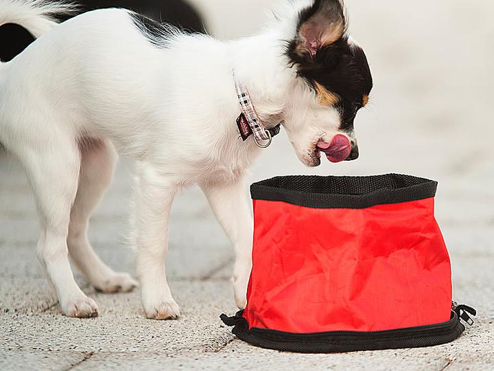Actual product image Pearl Set of 2 Ultra Compact Foldable Travel Dog Bowl, 19x12 cm