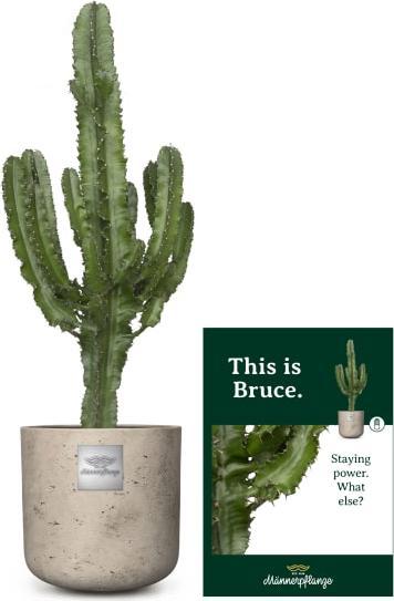 Produktbild Männerpflanze Bruce (100 cm)