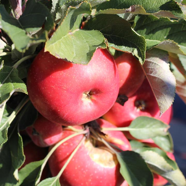 Image du produit Zulauf Säulen-Apfel / Malus (SÄU) Rumba (100 cm)