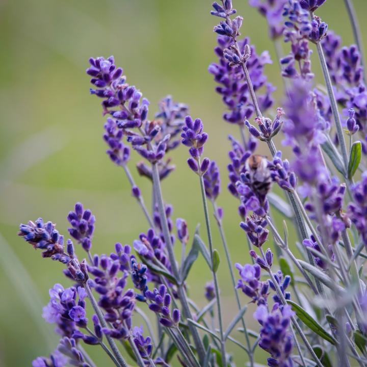 Image du produit Plant in a Box Lavandula angustifolia - Set de 12 fleurs (15 cm)