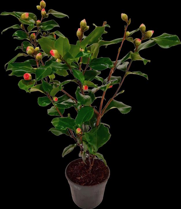 Image du produit Plant in a Box Camellia japonica Dr. King - Camélia japonais (60 cm)