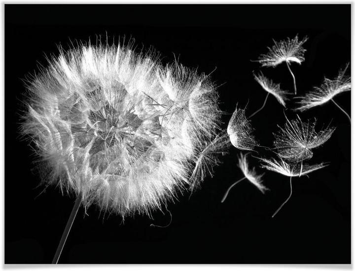 Produktbild Trenddeko Poster Pusteblume 100 x 80 cm, Papier (100 x 80 cm)