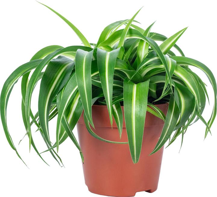 Image du produit Flowerbox Lis vert "Bonnie" - Chlorophytum Comosum (25 cm)