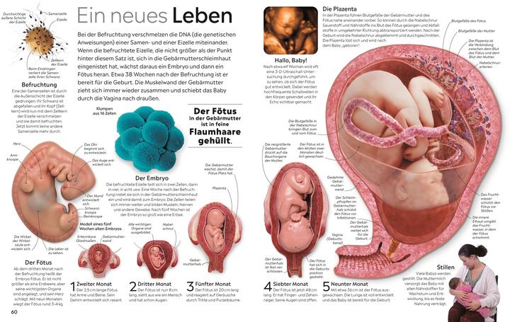 Immagine prodotto memo Wissen. Körper (Tedesco, Richard Walker, 2024)