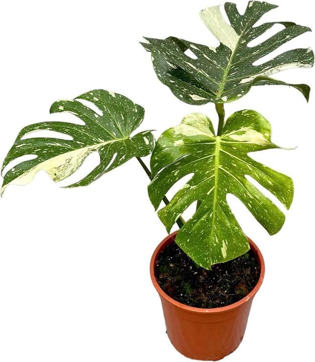 Produktbild Mahaloplants Monstera Thai constellation (50 cm)