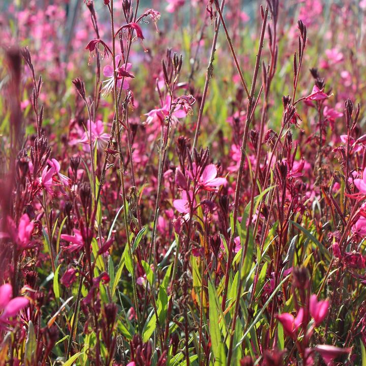Produktbild Zulauf Prachtkerze / Gaura lindheimerii 'Belleza Dark Pink' (25 cm)