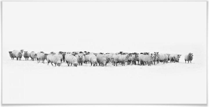 Actual product image Trenddeko Flock of sheep - panorama (120 x 60 cm)