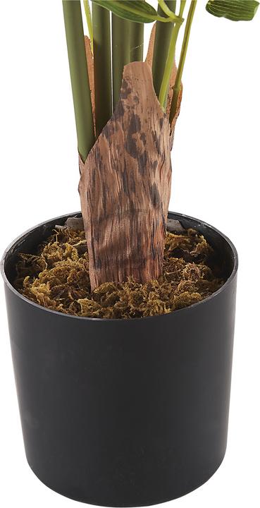 Produktbild Beliani Bambusa Vulgaris (100 cm)