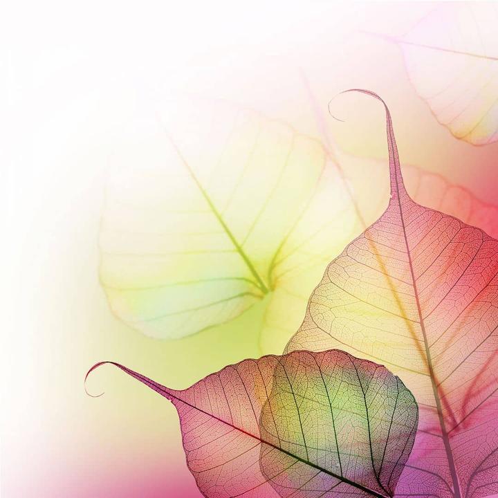 Actual product image Trenddeko Pink Design (288 x 300 cm)
