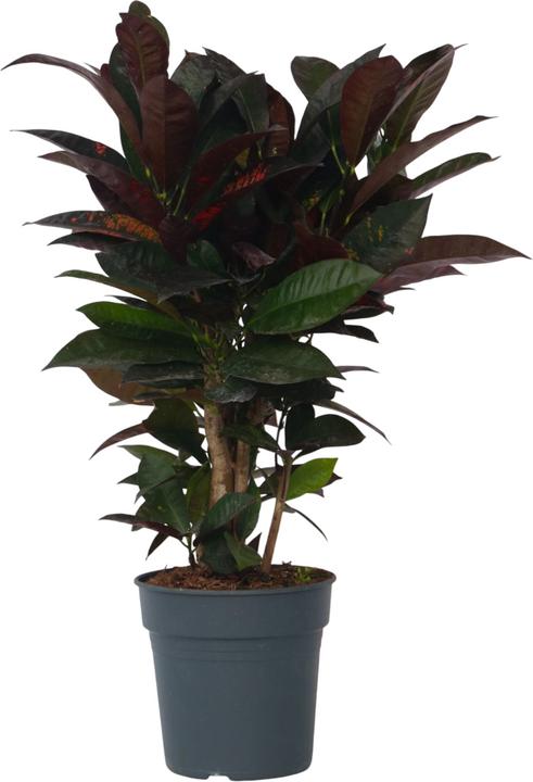 Actual product image Plant in a Box Codiaeum variegatum 'Mrs. Iceton' - Croton (60 cm)