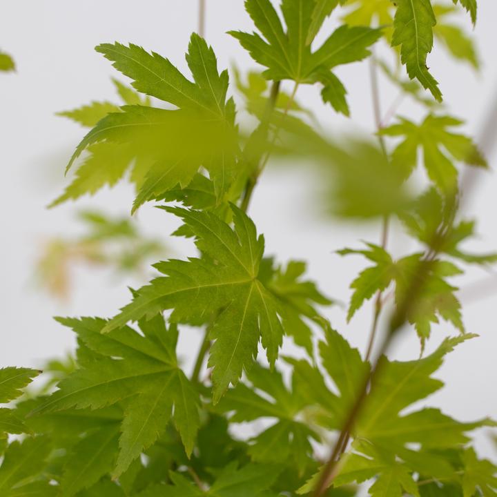 Produktbild Plant in a Box Acer palmatum 'Orange Dream' - 2er Set Ahornbäume (60 cm)
