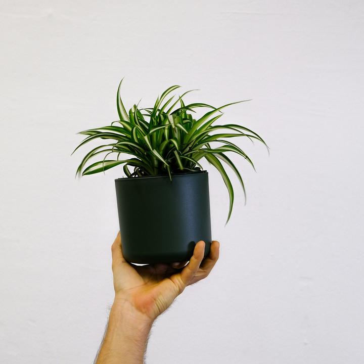Produktbild Plant in a Box Chlorophytum comosum 'Atlantic' - 6er Set Grünlilie (25 cm)