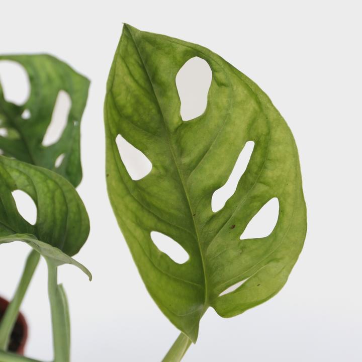 Produktbild Plant in a Box Monstera Monkey Mask - Affenmaskpflanze (30 cm)