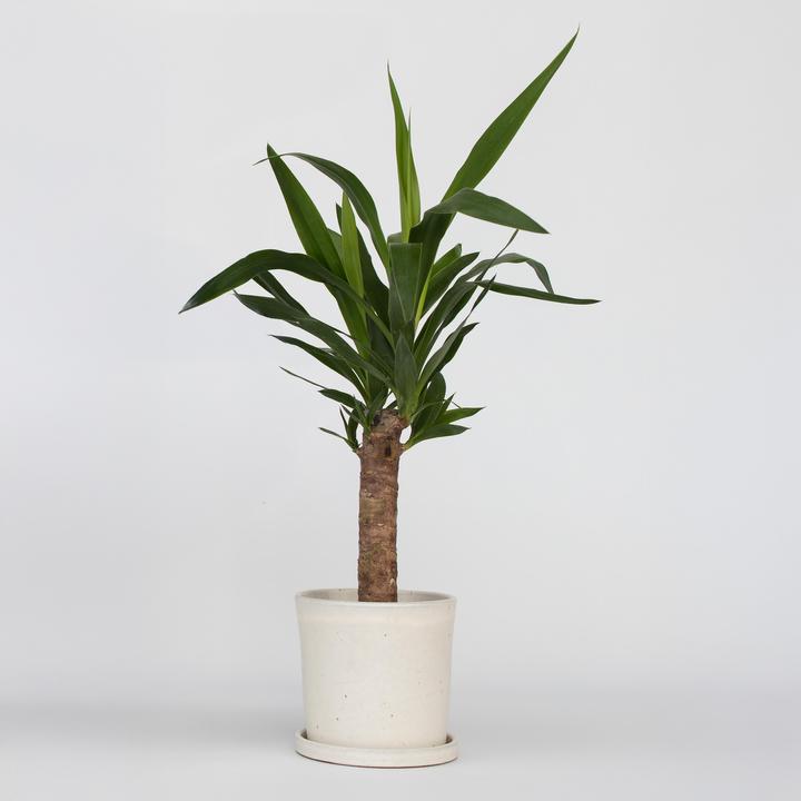 Immagine prodotto Plant in a Box Yucca elephantipes - (50 cm)