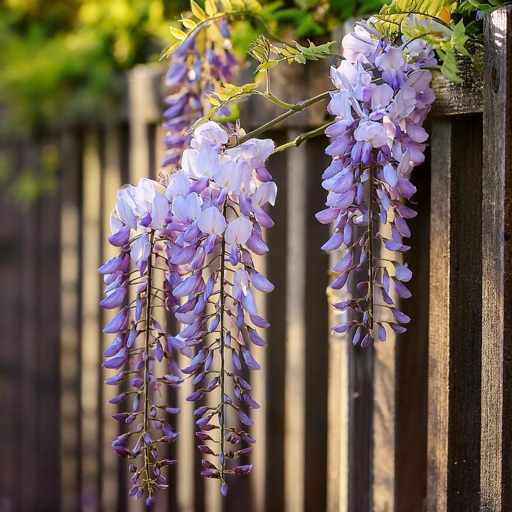 Actual product image Plant in a Box Wisteria sinensis - Set of 6 blue rain (25 cm)