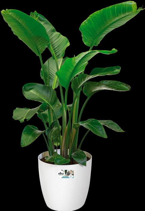 Image du produit Elho Bruxelles (35 cm)