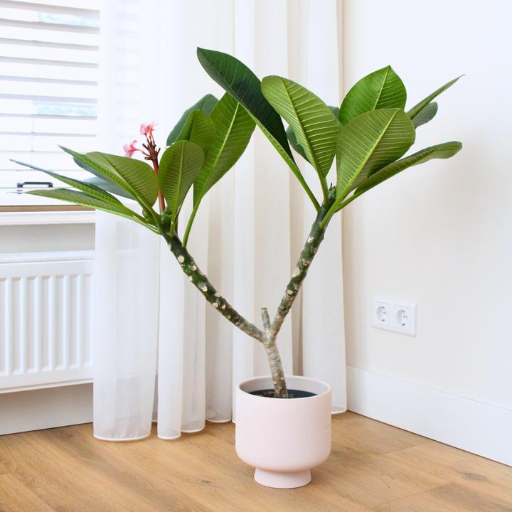 Image du produit Plant in a Box Plumeria Frangipani Pearl - Plante hawaïenne (70 cm)