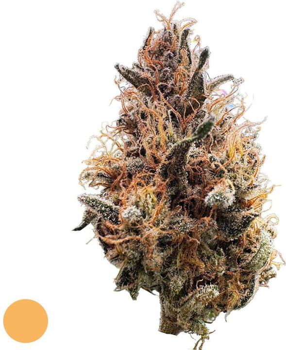 Image du produit Hi Lab Mango Haze (4 g, Intérieur)