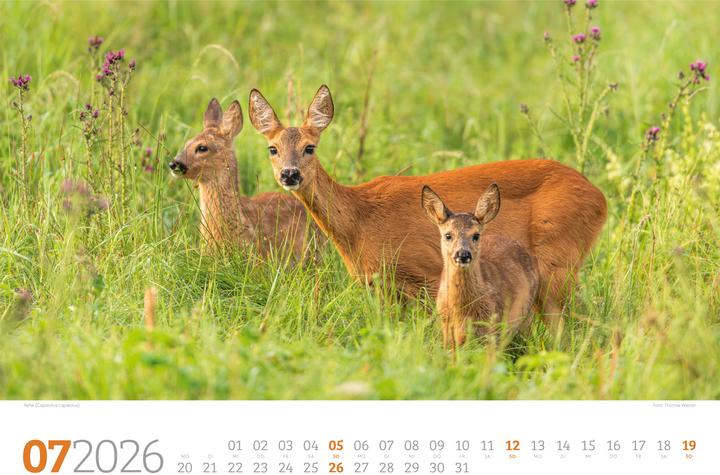Immagine prodotto Tierwelt Wald Kalender 2026 (45 x 33 cm, Copertina rigida, Tedesco)