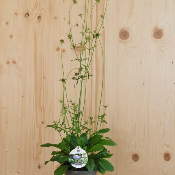 Image du produit Säntispracht Set de 4, La scabieuse colombe à fleurs lilas - Scabiosa columbaria (50 cm)