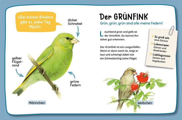 Produktbild Kosmos Mein erster Naturführer, Was fliegt denn da? (Deutsch, Lea Hille, 2023)