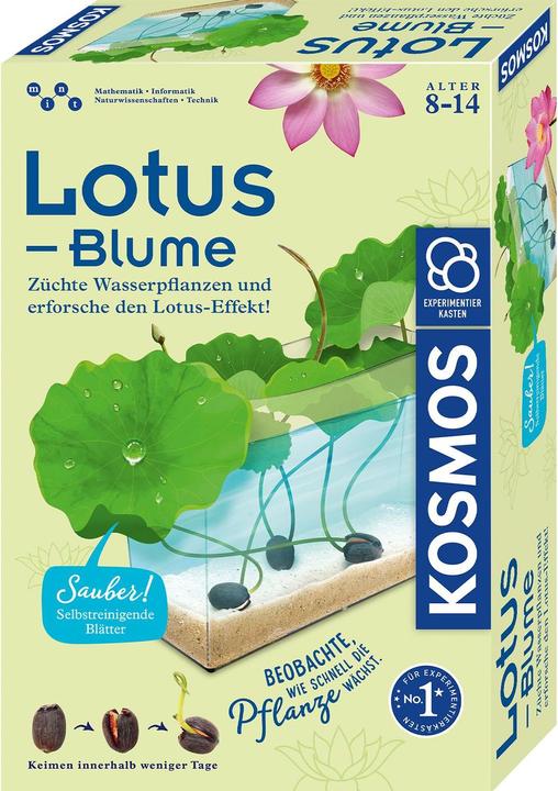 Actual product image Kosmos Lotus flower