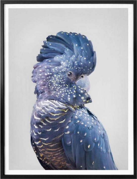 Actual product image Trenddeko Blue cockatoo (40 x 50 cm)