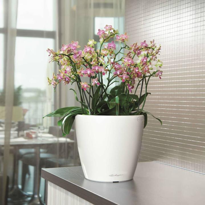 Immagine prodotto Lechuza Classico (36 cm)