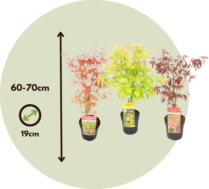 Produktbild Plant in a Box Acer palmatum 'Atropurpureum', 'Beni Maiko', 'Orange Dream' - 3er Mischung Ahornbäume (70 cm)