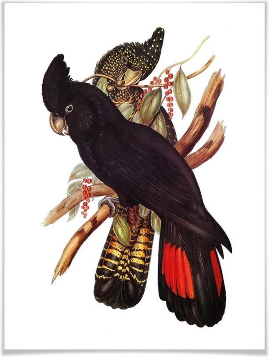 Immagine prodotto Trenddeko Cockatoo nero (40 x 50 cm)