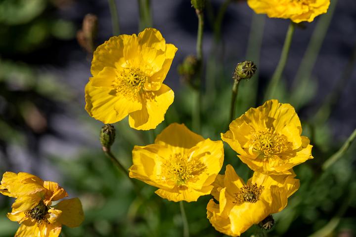 Produktbild Zollinger Bio Alpenmohn (Pflanzensamen)