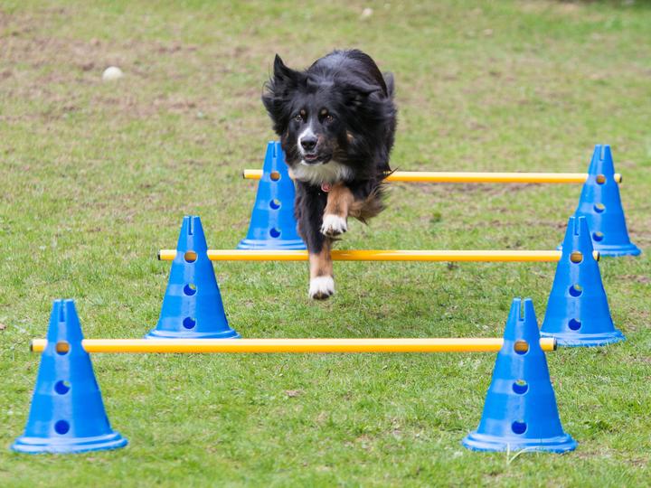 Actual product image Petcenter Cavaletti set deep - set of 5