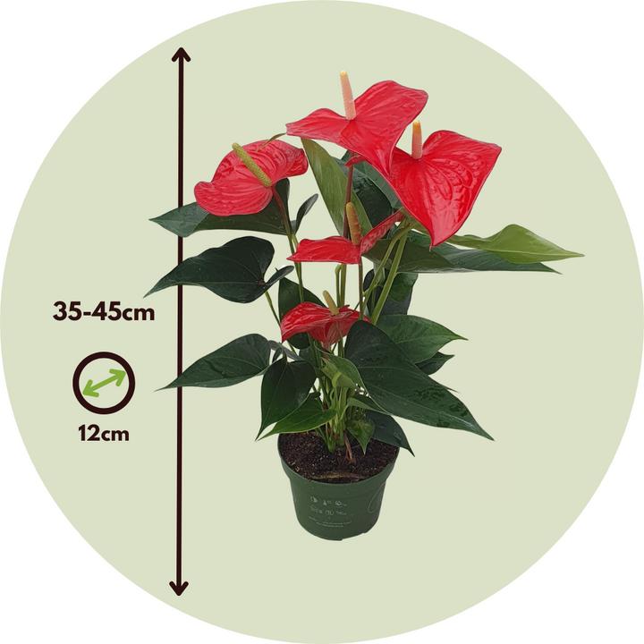Image du produit Plant in a Box Anthurium 'Royal Champion' - Flamingoblume (35 cm)
