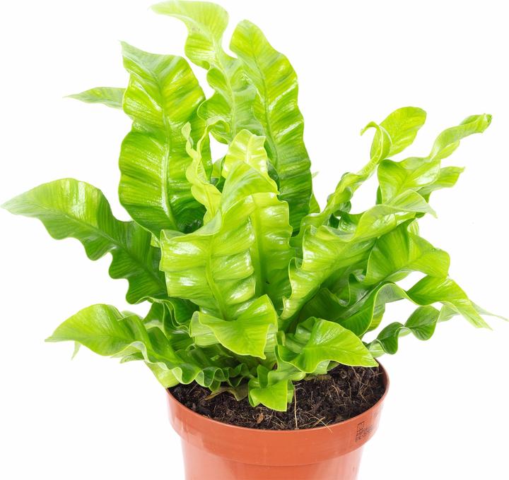 Image du produit Flowerbox Nestfarn - Asplenium nidus 'Crispy Wave' (25 cm)