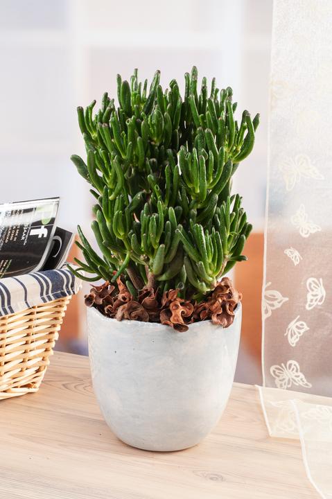 Image du produit Plant in a Box Crassula ovata Hobbit - Plante de jade (55 cm)