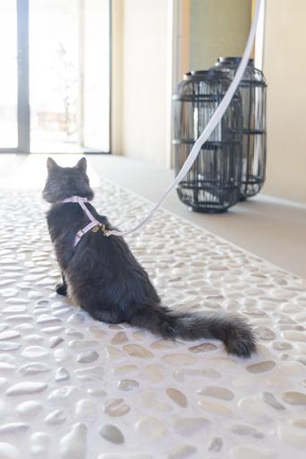 Actual product image Designed by Lotte Cat harness Virante (L, Cat, Walks)