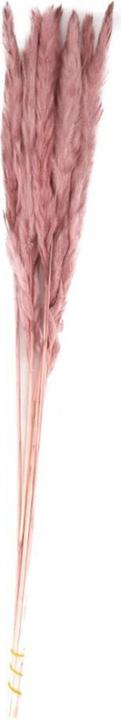 Actual product image Dijk Pampas grass Mace (Pampas grass)