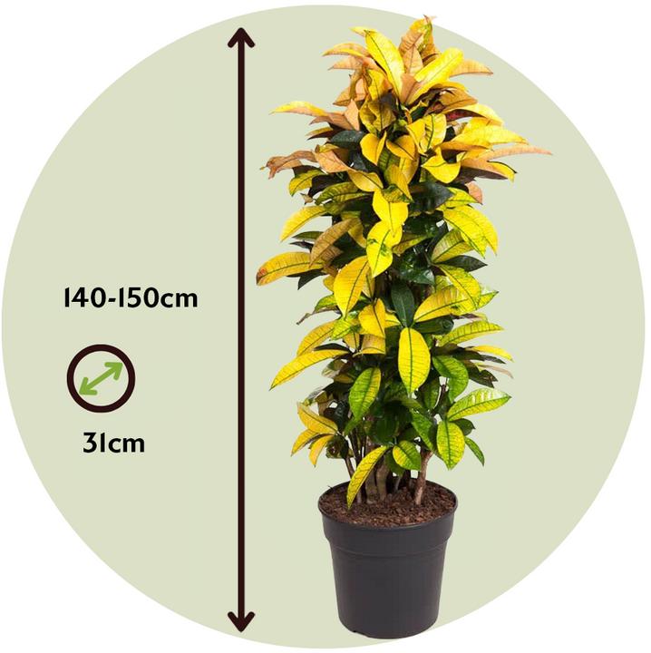 Produktbild Plant in a Box Codiaeum variegatum 'Mrs. Iceton' - (140 cm)