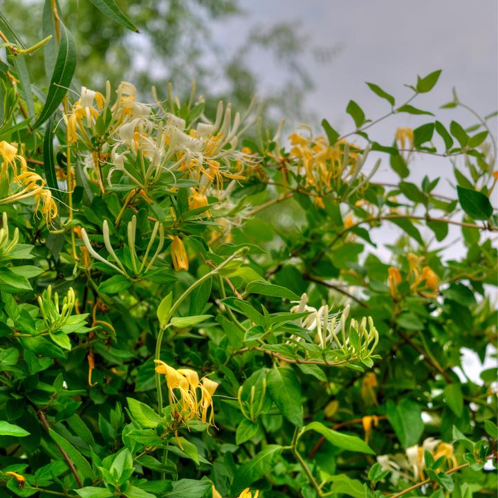 Actual product image Plant in a Box Lonicera kamtchatica - Set of 3 Kamchatka honeysuckle (25 cm)