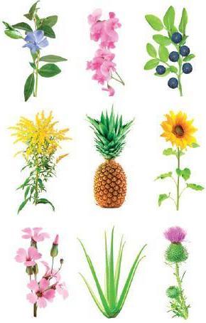 Image du produit Click and Grow Kit expérimental (Germes)