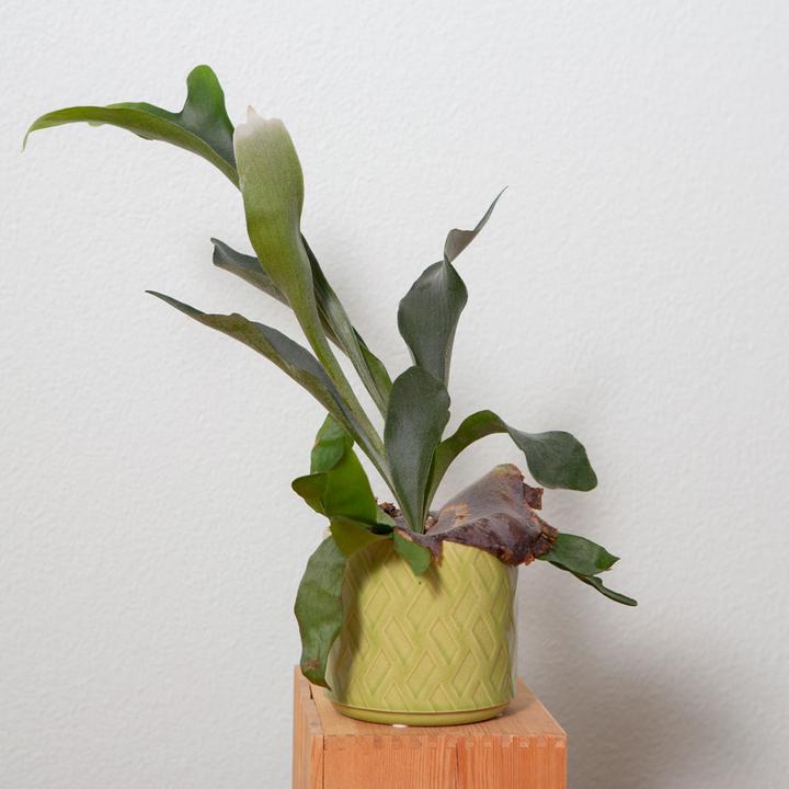 Immagine prodotto VEG and the City Norja (Platycerium, felce a corna di cervo) (40 cm)