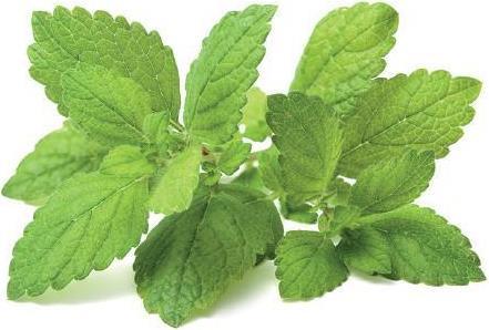 Produktbild Click and Grow Lemon Balm (Kräutersamen)