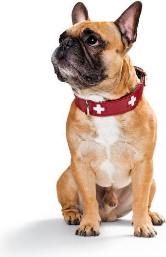 Immagine prodotto Hunter Swiss (Cane, Generale)