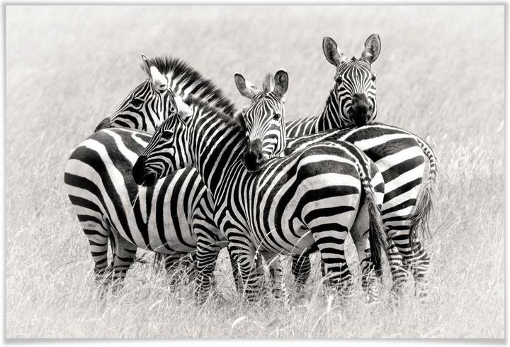 Produktbild Trenddeko Trubitsyn - Zebras in der Savanne (90 x 60 cm)